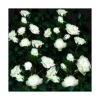 NQN Paquete de 4 luces de estaca de jardín blancas con_1