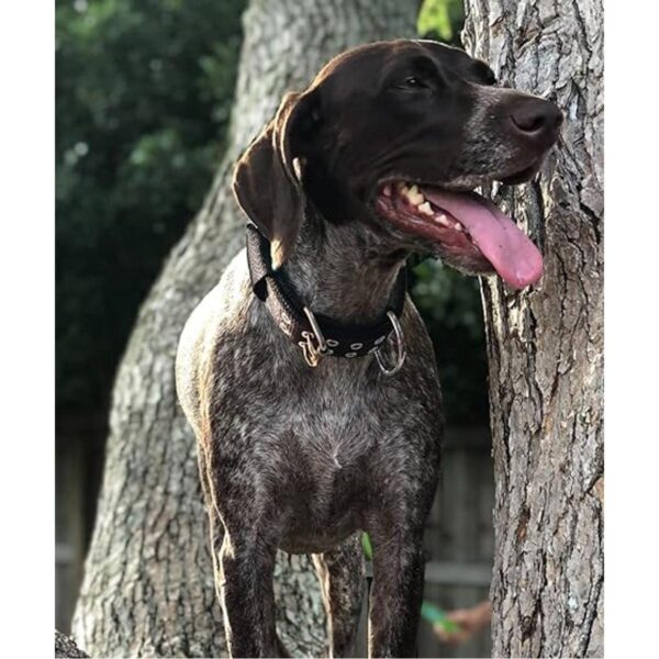 Collar de perro para perros grandes collar negro de 2_4
