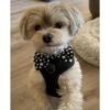 JpGdn Juego de 60 corbatas para mascotas que incluyen 30