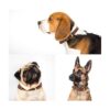 Collar de cuero genuino Orsus para perros grandes cuello