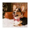 Collar de perro de Navidad con pajarita paquete de 2_6