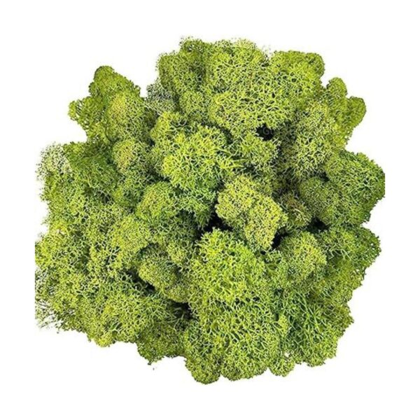 Musgo artificial preservado de 3.5 onzas para plantas en_1
