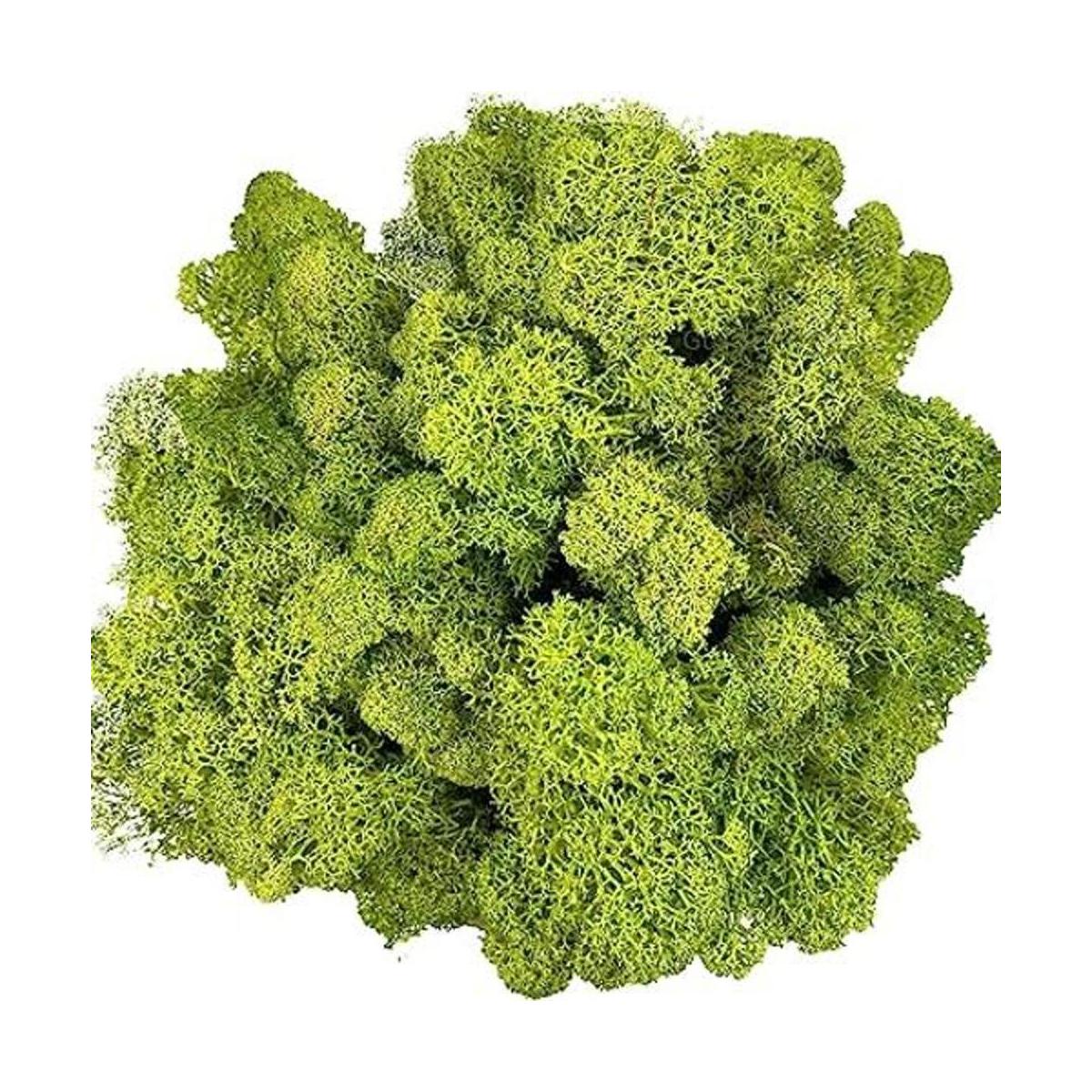 Musgo artificial preservado de 3.5 onzas para plantas en
