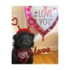 Disfraz de perro para el día de San Valentín diadema de_2