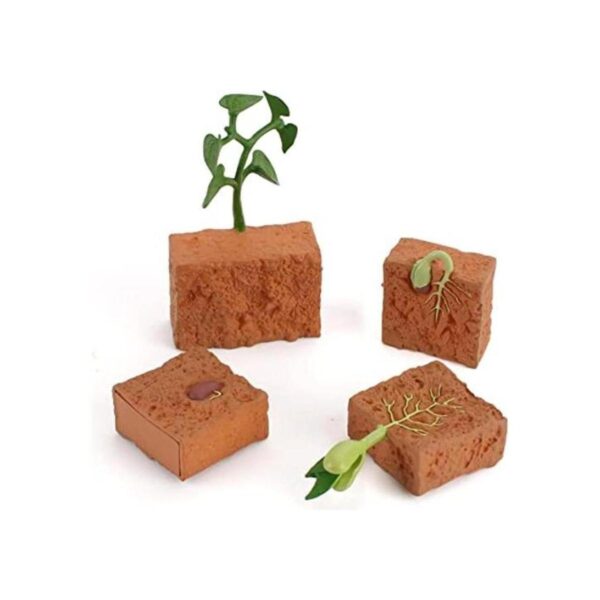 Juego de 4 figuras modelo de ciclo de vida de plantas_1