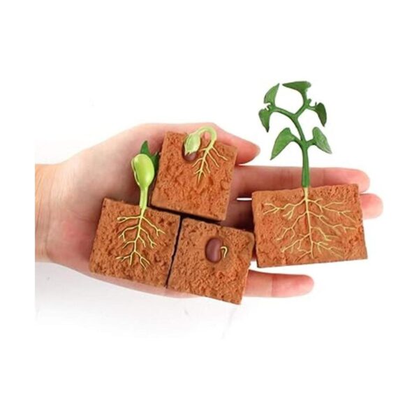Juego de 4 figuras modelo de ciclo de vida de plantas_4