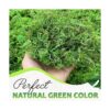 DUSPRO Musgo verde para manualidades musgo artificial_2
