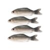 Gejoy 4 piezas de peces falsos de Halloween simulados de