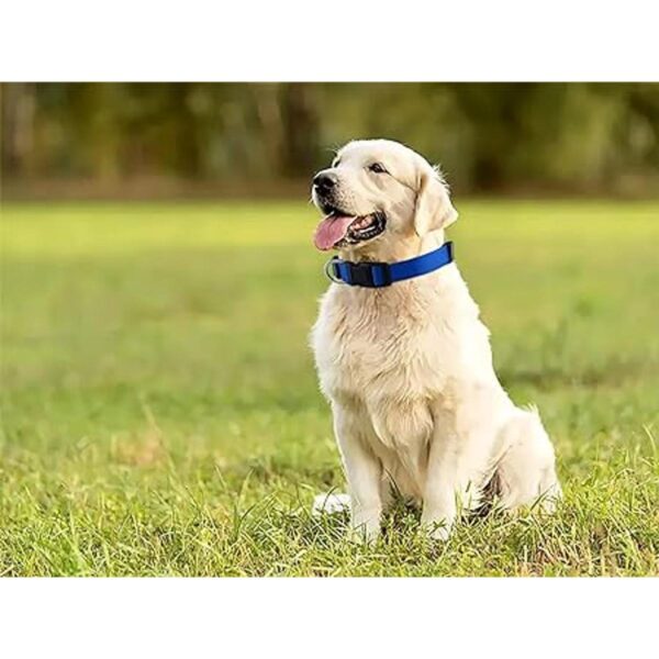Native Pup Collar básico de nailon para perro ajustable_6
