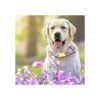 Collar de perro femenino para perros