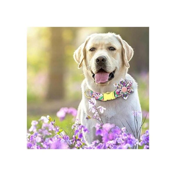 Collar de perro femenino para perros