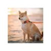 CollarDirect Collar ajustable para perro colorido