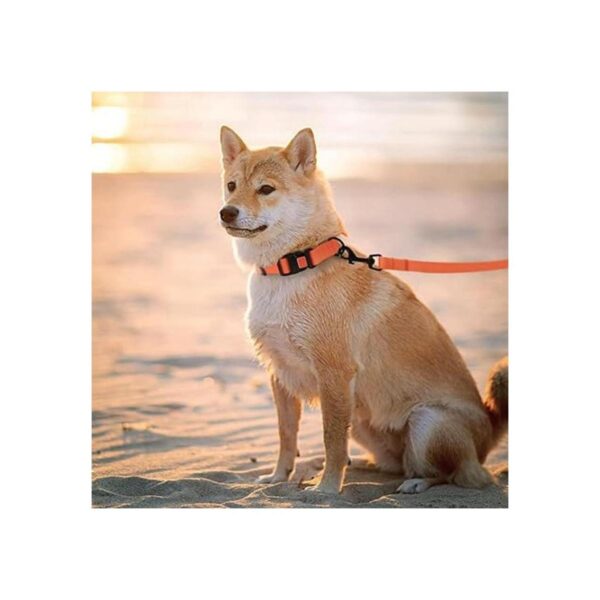 CollarDirect Collar ajustable para perro colorido