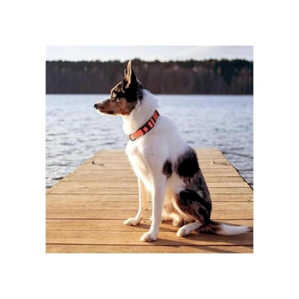CollarDirect Collar ajustable para perro colorido