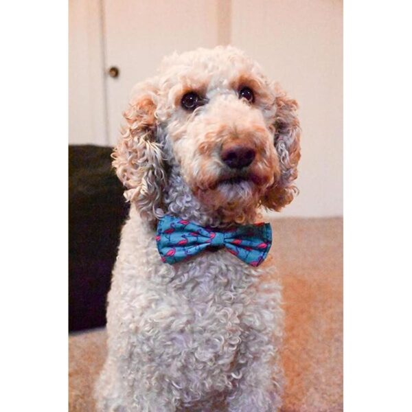 Huxley Kent Pajarita para mascotas flamenco pequeño