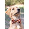Huxley Kent Pajarita para mascotas Linterna a cuadros
