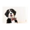 Huxley Kent Pajarita para mascotas búfalo y nieve_5