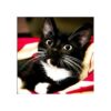 Kit de pintura de diamante 5D por número lindo gato negro_1