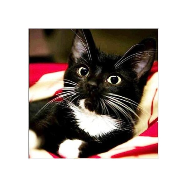 Kit de pintura de diamante 5D por número lindo gato negro_1