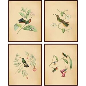 Lienzo botánico de pájaros vintage estampado de pájaros_1