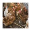 Mivofun 60 anillos numerados para patas de pollo 6