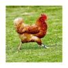 Mivofun 60 anillos numerados para patas de pollo 6