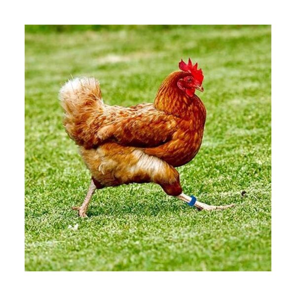 Mivofun 60 anillos numerados para patas de pollo 6