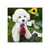 4 corbatas para perro gato perro corbata corbata de
