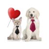4 corbatas para perro gato perro corbata corbata de