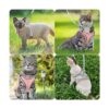 ORIA Arnés para mascotas arnés para perro juego de arnés