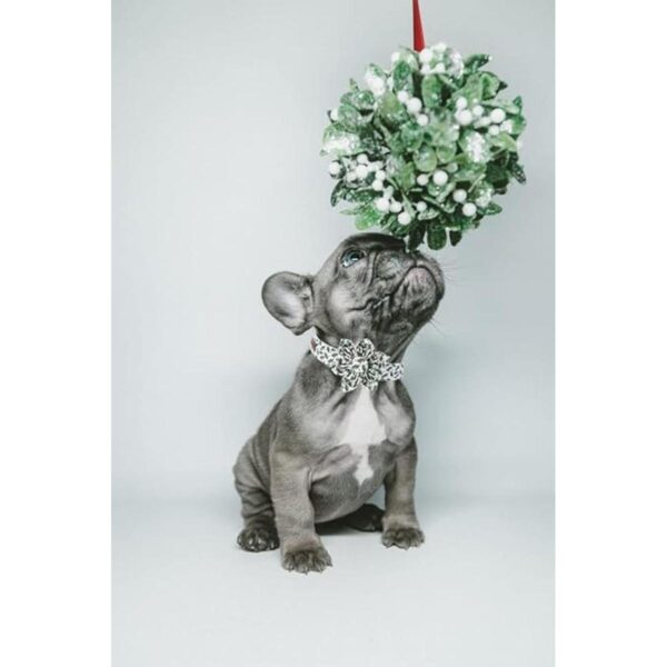 Elegant little tail Collar de perro de Navidad collar de