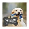 ENSIANTH Divertidas etiquetas de collar para perro regalo_3