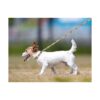 Juego de 3 collares de perro para perros pequeños collar