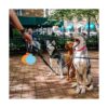 New Oasis Dog Treat Pouch 10oz Small Portable Silicone