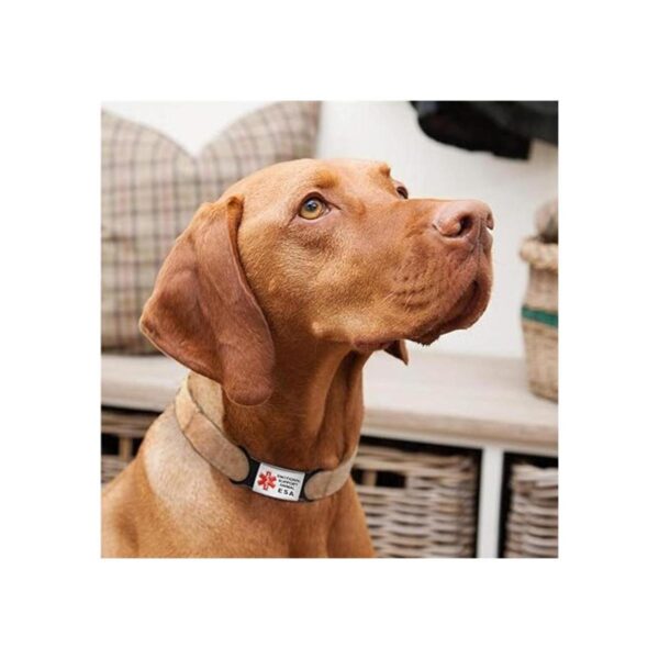 Etiqueta de perro para collar collar de acero inoxidable_5