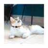 4 collares ajustables para Halloween con pajarita