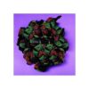 Glow In The Dark Party Supplies Juego de suministros de_5
