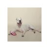 Fringe Studio Plush Dog Toy Durable Yummy Treats_2