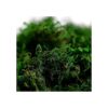 Farmoo Musgo artificial para plantas jardín de hadas