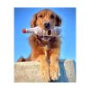 Totos Dog Toy Juguetes divertidos para perros juguetes_3