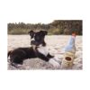 Totos Dog Toy Juguetes divertidos para perros juguetes_6