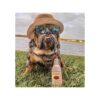 Totos Dog Toy Juguetes divertidos para perros juguetes_2