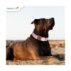 HelloPaw Rosa con oro rosa Collar de perro de nailon