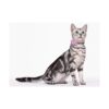 Freewindo 2 collares de gato pajarita collar de perro