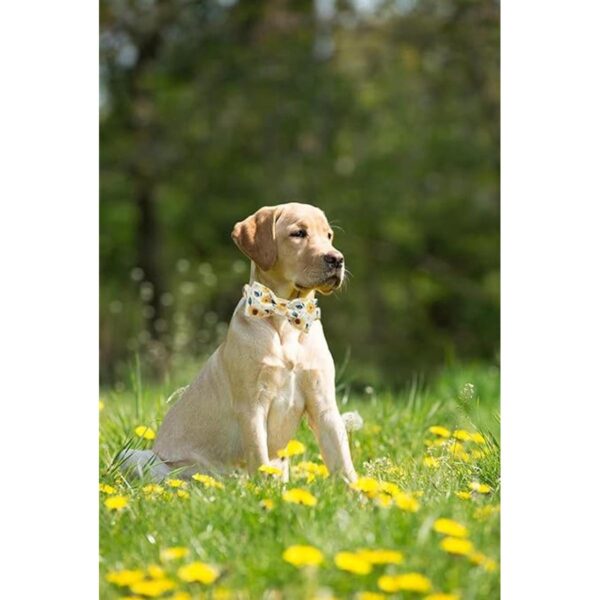 Elegant little tail Collar ajustable con corbatín para