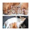 Frienda 60 collares para mascotas recién nacidas correas