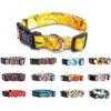 Collares de perro para perros pequeños medianos y_1