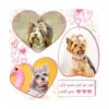 DaFuEn 5 piezas de accesorios de corona para perros