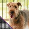 Pantalla protectora para mascotas de SaintGobain ADFORS_3