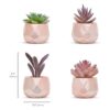 Nordik Juego de 4 plantas de escritorio en oro rosa_2